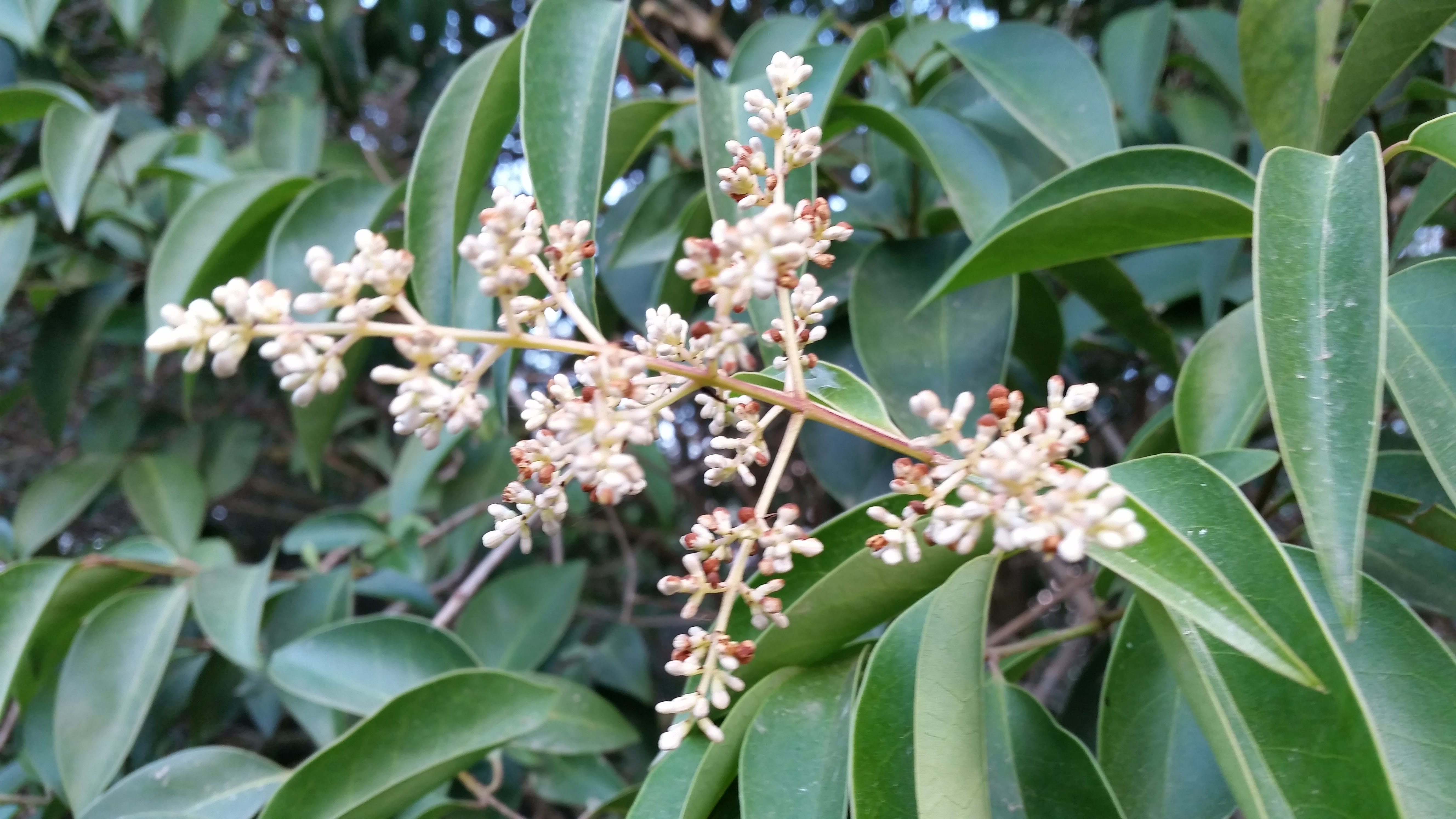 ligustrum